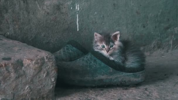 Verdwaalde Gray pluizig Kitten zit op schoenen in de straat — Stockvideo