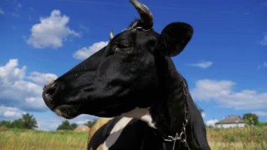 Siyah beyaz inek çayır ve kemikleri çim üzerinde yalan ile. Ağır çekim