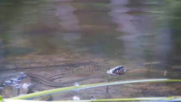 Serpent vermiculé rampant dans la rivière. Mouvement lent — Video