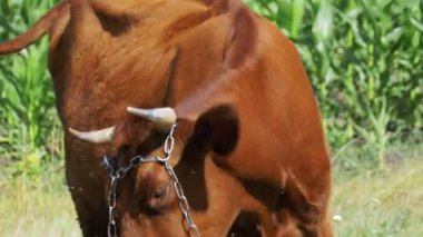 İnek otlatma köyü yakınlarında bir çayırda