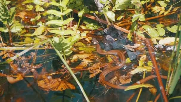 Grass Snake Crawling in the River. Slow Motion — Stock Video