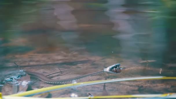 Cobra de relva a rastejar no rio. Movimento lento — Vídeo de Stock