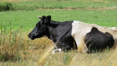 İnek çayır ve kemikleri çim üzerinde yalan