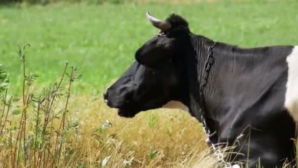 Negro con vaca blanca acostada en el prado y mastica hierba — Vídeo de stock