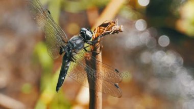 Yusufçuk dal yeşil bitkiler arka plan. Ağır çekim