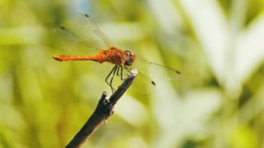 kırmızı yusufçuk bir dalda