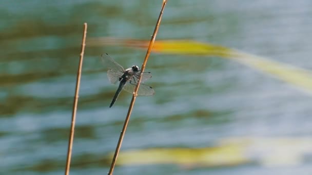 Dragonfly op een tak. Slow Motion — Stockvideo