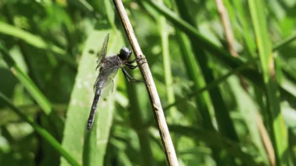 Dragonfly на гілці на фоні зелених рослин — стокове відео