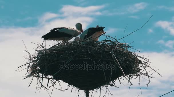 Familia de cigüeñas en su nido sobre un pilar — Vídeos de Stock