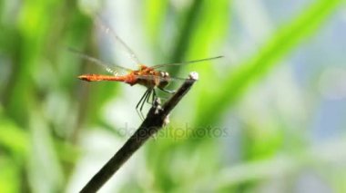 kırmızı yusufçuk bir dalda