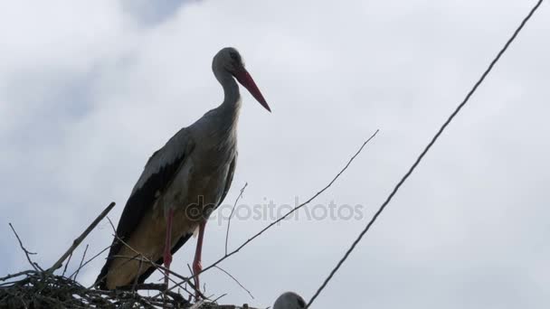 Storks Sitting in a Nest on a Pillar High Voltage Power Lines on Sky Background — Stock Video