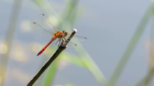 Red Dragonfly on a Branch — Stock Video
