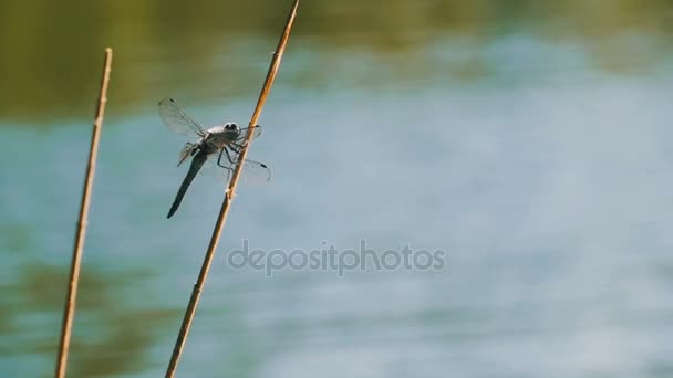Libellule sur une branche. Mouvement lent 