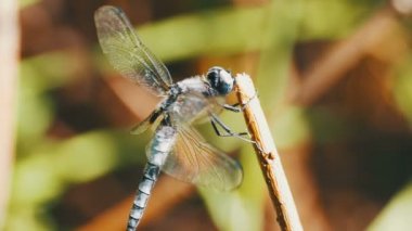 Yusufçuk dal yeşil bitkiler arka plan. Ağır çekim