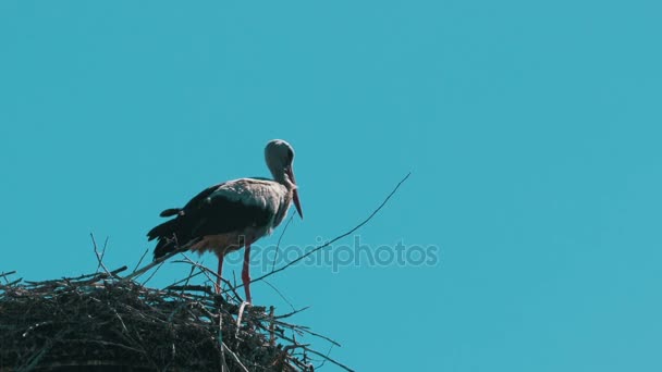 Stork in a Nest on a Pillar High Voltage Power Lines on Sky Background — Stock Video