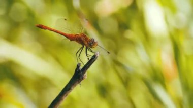 kırmızı yusufçuk bir dalda