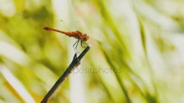 kırmızı yusufçuk bir dalda