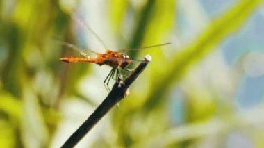 kırmızı yusufçuk bir dalda