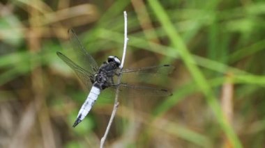 Yusufçuk dal yeşil bitkiler arka plan. Ağır çekim