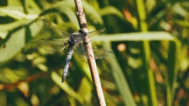 Yusufçuk dal yeşil bitkiler arka plan. Ağır çekim
