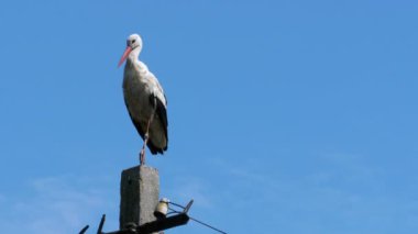 Bir ayağı yüksek gerilim elektrik hatları mavi gökyüzü arka plan üzerinde oturup leylek