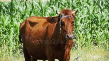 İnek otlatma köyü yakınlarında bir çayırda. Ağır çekim