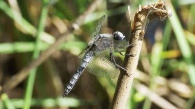 Yusufçuk dal yeşil bitkiler arka plan