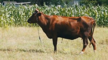 İnek otlatma köyü yakınlarında bir çayırda