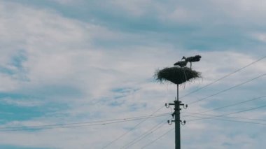 Leylek yuvasına bir ayağı üzerinde ailesinde. Zaman atlamalı