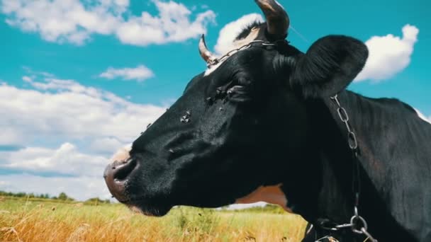 Vaca que jaz no prado e mastiga grama. Movimento lento — Vídeo de Stock