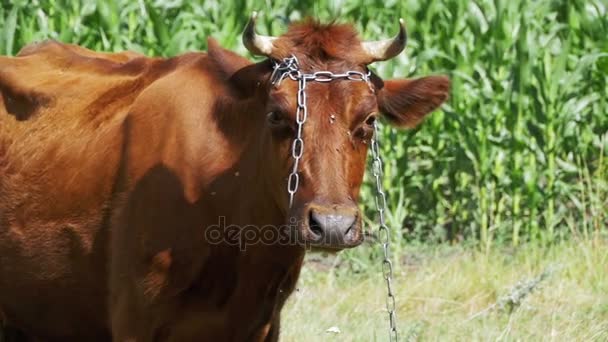 Pascolare mucca in un prato vicino al villaggio. Rallentatore — Video Stock