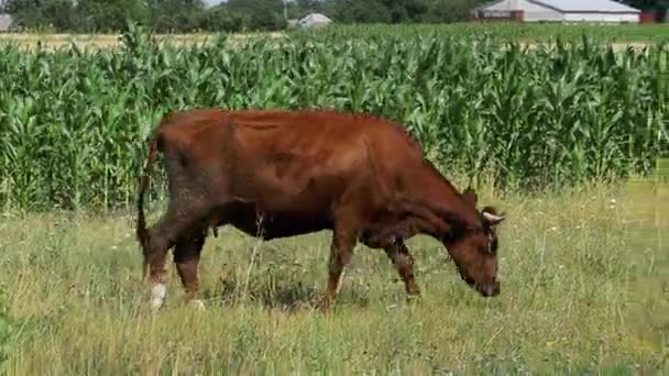 Выпас коров на лугу возле деревни — стоковое видео