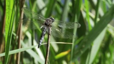 Yusufçuk dal yeşil bitkiler arka plan