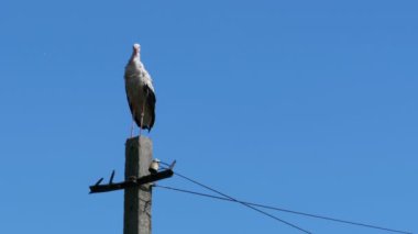 Bir ayağı yüksek gerilim elektrik hatları mavi gökyüzü arka plan üzerinde oturup leylek