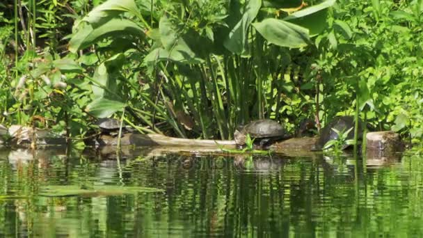 Черепахи сидят на бревне в реке — стоковое видео