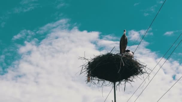 Cicogne seduti in un nido su un pilastro linee elettriche ad alta tensione su sfondo cielo — Video Stock