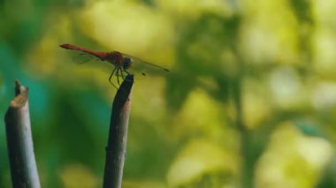 kırmızı yusufçuk bir dalda