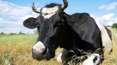 Çayır ve kemikleri çim üzerinde yalan inek. Ağır çekim