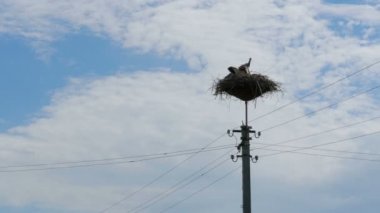 Bir yuva bir ayağı yüksek gerilim üzerinde oturan leylek gökyüzü arka plan satırlarında güç