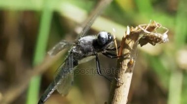 Yusufçuk dal yeşil bitkiler arka plan