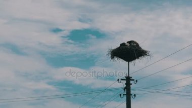 Leylek yuvasına bir ayağı üzerinde ailesinde. Zaman atlamalı