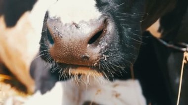 İnek Jaws çim çiğnemek