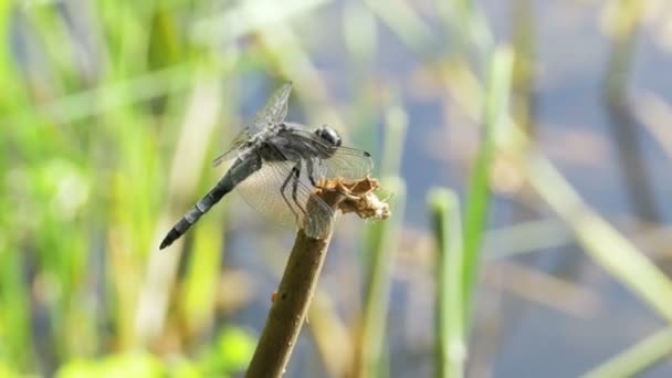 Dragonfly op een tak op groene achtergrond planten — Stockvideo