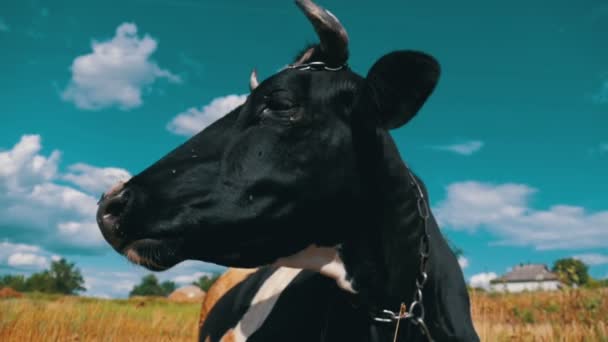 Preto com vaca branca deitada no prado e mastiga grama. Movimento lento — Vídeo de Stock