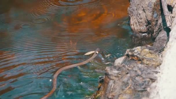 Serpiente de hierba arrastrándose en el río. Moción lenta — Vídeos de Stock