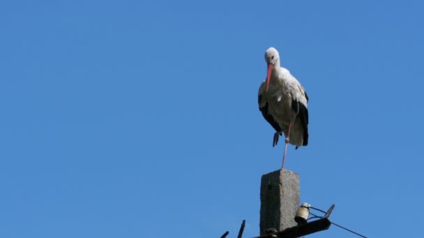 Storch sitzt auf einer Säule Hochspannungsleitungen auf blauem Himmel Hintergrund — Stockvideo