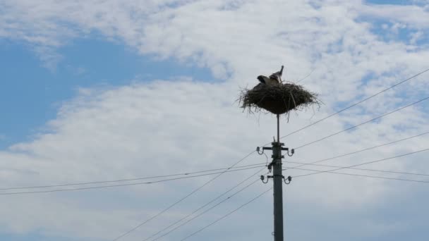 Cigüeñas sentadas en un nido sobre un pilar Líneas eléctricas de alto voltaje en el cielo Fondo — Vídeos de Stock