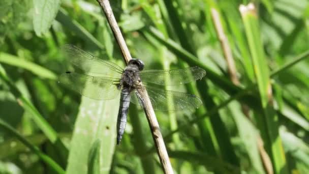 libellule sur une branche sur les plantes vertes Contexte 