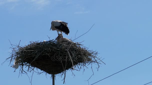 Аист в гнезде на столбе высоковольтных линий питания на фоне неба — стоковое видео