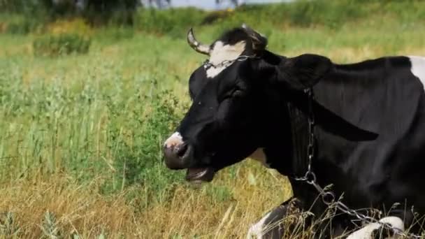 Negro con vaca blanca acostada en el prado y mastica hierba — Vídeos de Stock